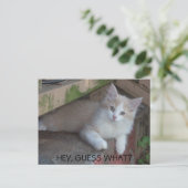 Kat - HÉ, RAAD EENS? IK MIS JE Briefkaart (Staand voorkant)