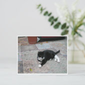 Kat hemingway House Briefkaart (Staand voorkant)