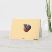 Kat honkbal kaart (Achterkant)