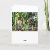 Kat, Huid of Spel, Verjaardag Kaart (Achterkant)