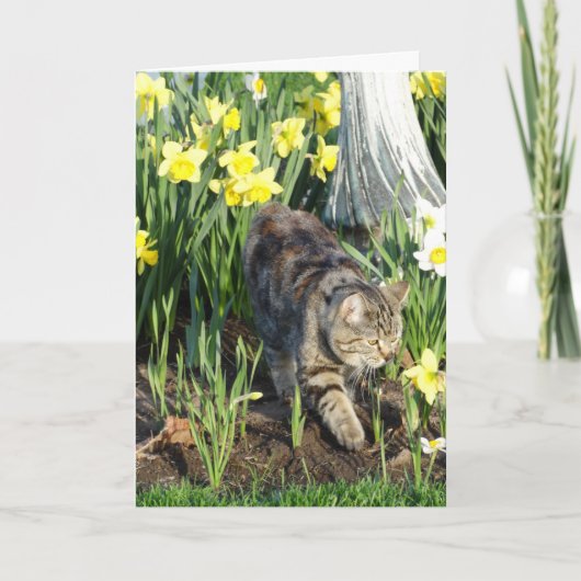 Kat, Huid of Spel, Verjaardag Kaart (Voorkant)