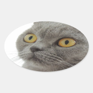 Kat Huisdier Dier Chagrijnig Frons Vrede Liefde Be Ovale Sticker