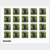 Kat, huisdier, katachtige vierkante sticker (Vel)