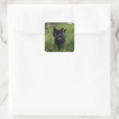 Kat, huisdier, katachtige vierkante sticker (Tas)