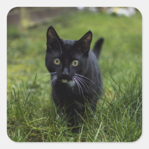 Kat, huisdier, katachtige vierkante sticker