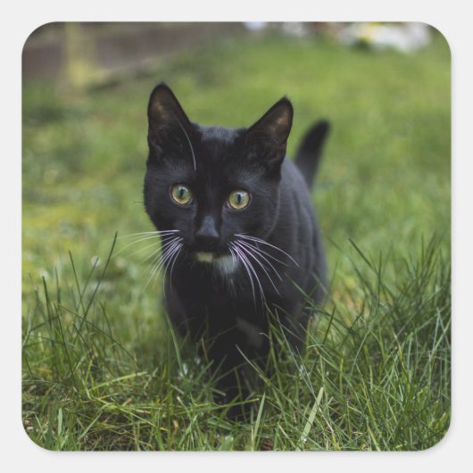 Kat, huisdier, katachtige vierkante sticker (Voorkant)