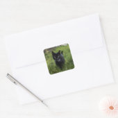 Kat, huisdier, katachtige vierkante sticker (Envelop)