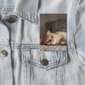 Kat, huisdier, kitten button (Insitu)