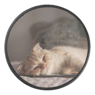 Kat, huisdier, kitten hockey puck