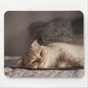 Kat, huisdier, kitten muismat