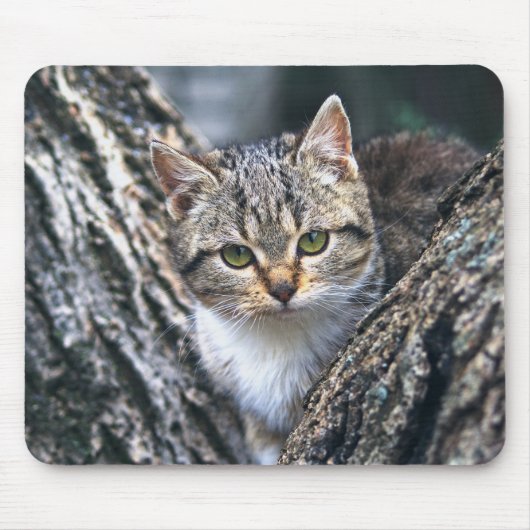 Kat, huisdier, natuur muismat (Voorkant)