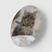 Kat, huiskat, dier ronde klok (Hoek)