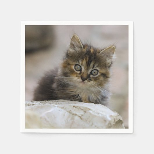 Kat, huiskat, dier servet (Voorkant)