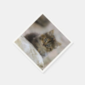 Kat, huiskat, dier servet (Hoek)