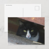 Kat in afvoer briefkaart (Voorkant / Achterkant)