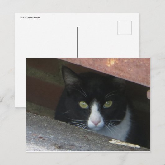 Kat in afvoer briefkaart (Voorkant / Achterkant)