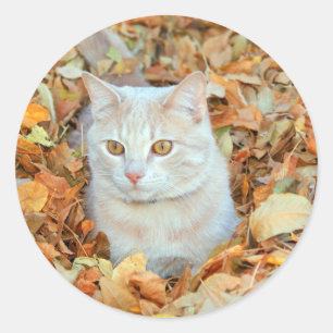 Kat in bladeren ronde sticker
