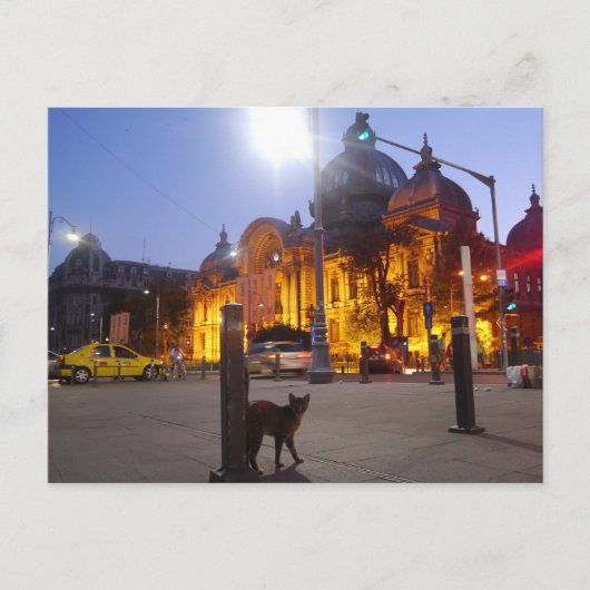 Kat in Boekarest, Roemenië Briefkaart (Voorkant)