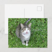 Kat in Clover-Gezegde Hallo Briefkaart (Voorkant / Achterkant)