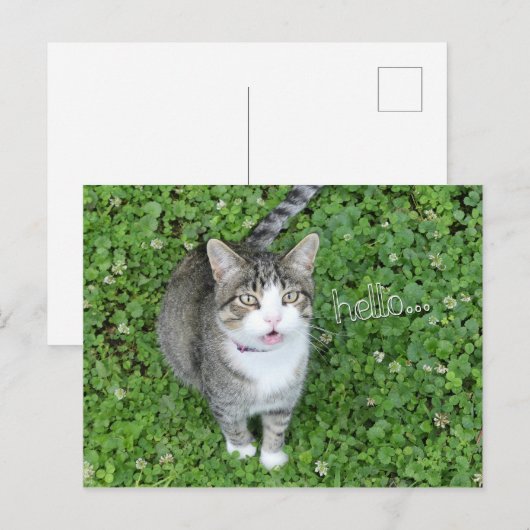 Kat in Clover-Gezegde Hallo Briefkaart (Voorkant / Achterkant)