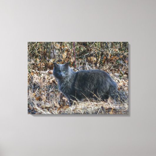Kat in de Bossen Canvas Afdruk (Voorkant)