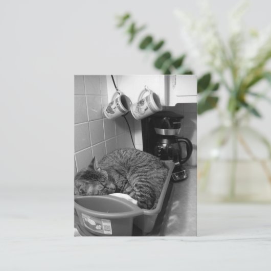 Kat in de Briefkaart van de vaatdrager (Staand voorkant)