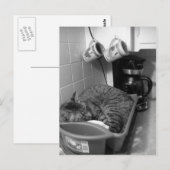 Kat in de Briefkaart van de vaatdrager (Voorkant / Achterkant)