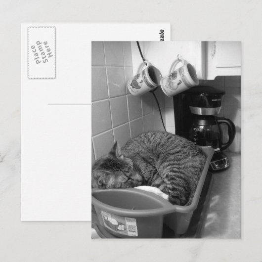 Kat in de Briefkaart van de vaatdrager (Voorkant / Achterkant)