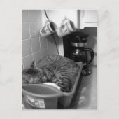 Kat in de Briefkaart van de vaatdrager (Voorkant)