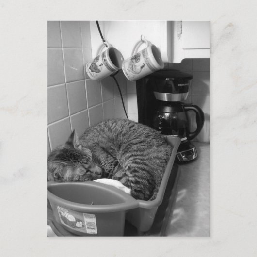 Kat in de Briefkaart van de vaatdrager (Voorkant)