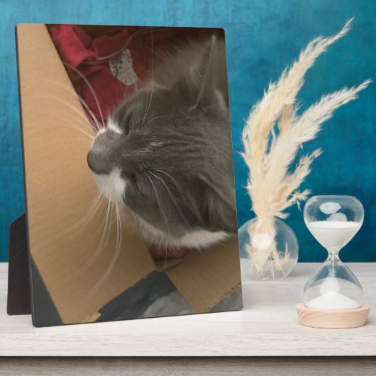 Kat in de doos fotoplaat (Zijkant)