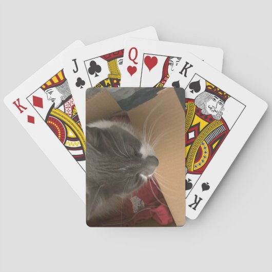 Kat in de doos pokerkaarten (Achterkant)