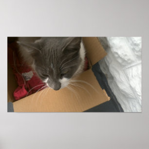 Kat in de doos poster