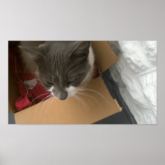 Kat in de doos poster (Voorkant)