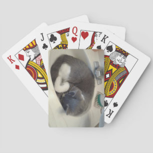 Kat in de gootsteen pokerkaarten