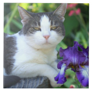 Kat in de tuin tegeltje