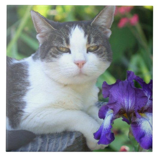 Kat in de tuin tegeltje (Voorkant)