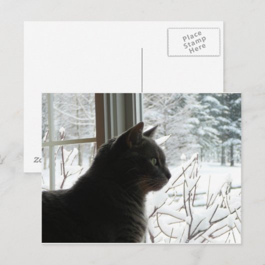 Kat in de winter briefkaart (Voorkant / Achterkant)