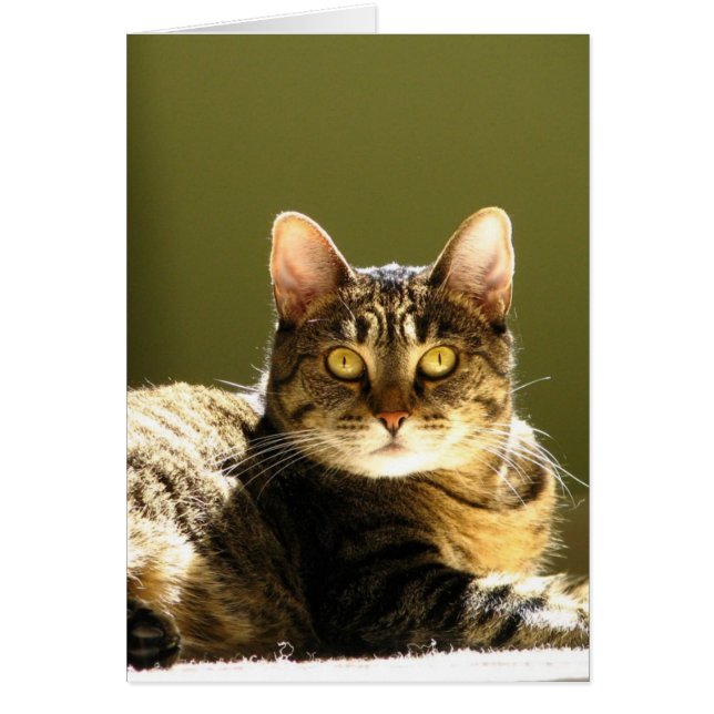 Kat in de zon (Voorkant)