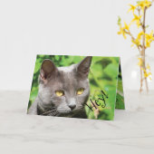 Kat in de zon kaart (Gele Bloem)