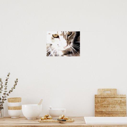 kat in de zon poster (Keuken)