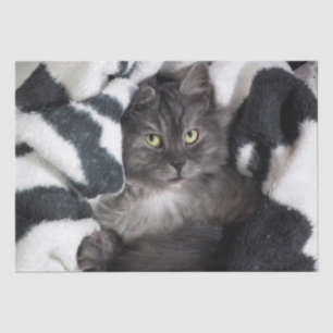 kat in dekens tissuepapier