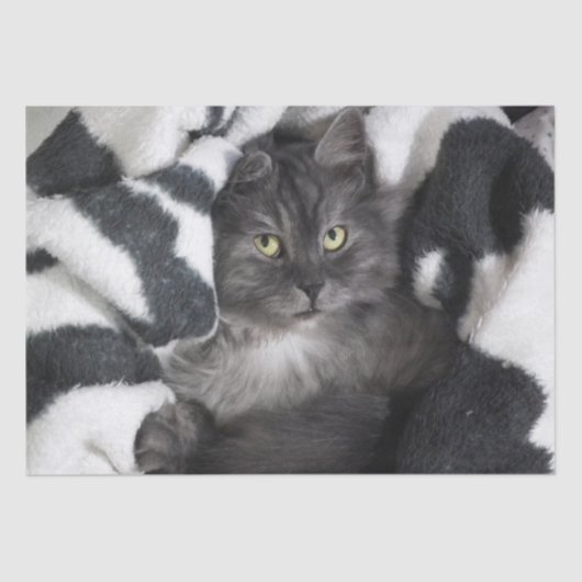 kat in dekens tissuepapier (Voorkant)