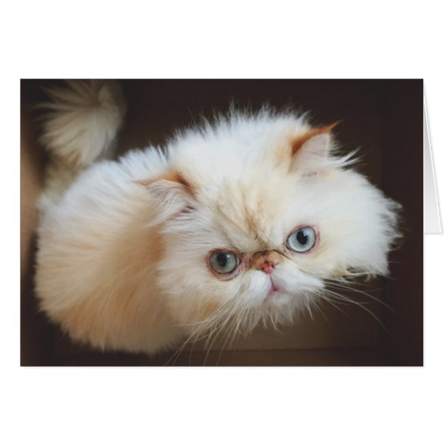 Kat in doos (Voorkant Horizontaal)