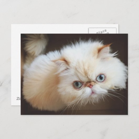 Kat in doos briefkaart (Voorkant / Achterkant)