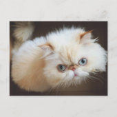 Kat in doos briefkaart (Voorkant)