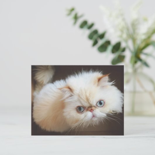 Kat in doos briefkaart (Staand voorkant)