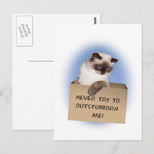 Kat in doos briefkaart (Voorkant / Achterkant)