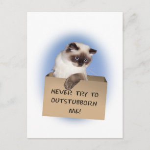 Kat in doos briefkaart