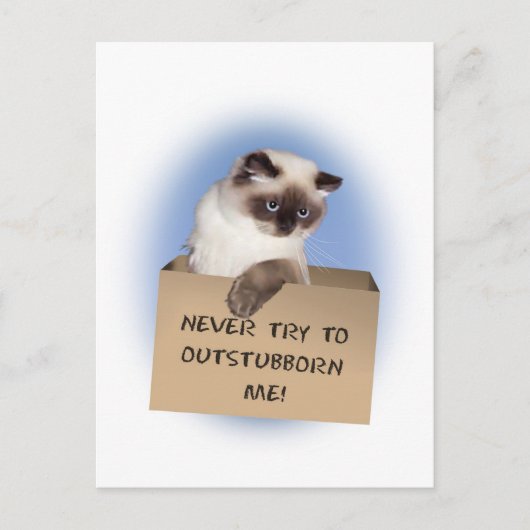 Kat in doos briefkaart (Voorkant)